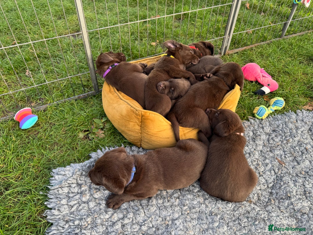 Labrador Retriever dogs for stud: Proven KC Reg Labrador health tested stud in Olney - Advert 36