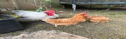 Mixed Breed poultry for sale: Beautiful Friendly Chickens & Rooster for Sale🤍🤎 - Advert 5