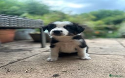 Border Collie dogs for sale: Border collie puppies - Image 5