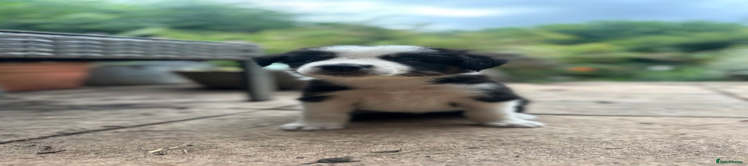 Border Collie Puppy 2