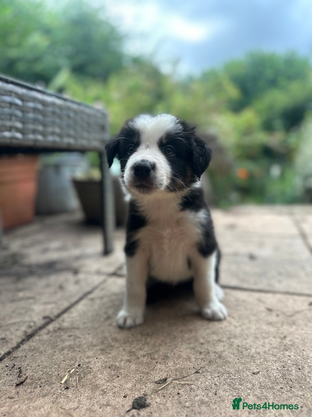 Border Collie dogs for sale: Border collie puppies - Image 5