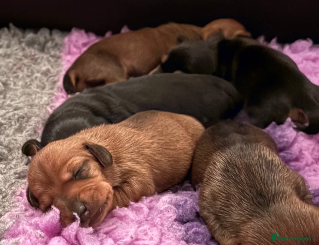 Miniature Dachshund dogs for sale: Vanitonia Miniature Smooth Dachshunds   - Advert 5