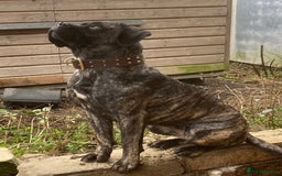 Cane Corso dogs for sale: Top quality  - Image 10