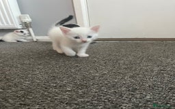 Mixed Breed cats for sale: Beautiful white female kitten with black tail.  - Image 1