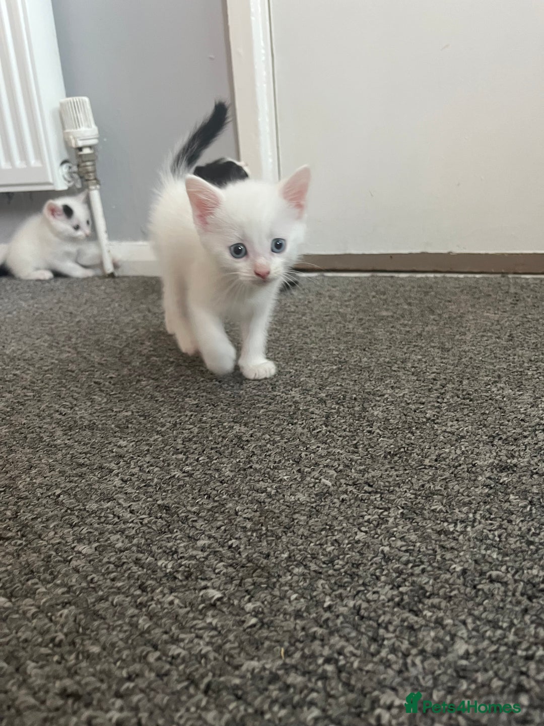 Mixed Breed cats for sale: Beautiful white female kitten with black tail.  - Image 1
