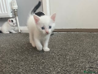 Mixed Breed cats - Advert 9