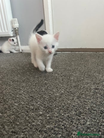 Mixed Breed cats - Advert 17