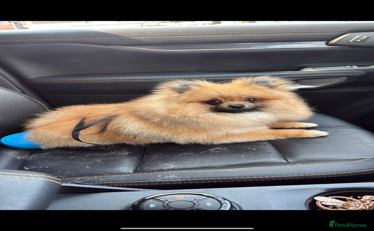 Pomeranian dogs - Advert 12