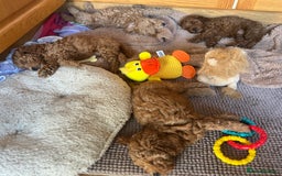 Toy Poodle dogs for sale: 🐶 Toy Poodle Puppy Girl–Ready for the home! - Image 18