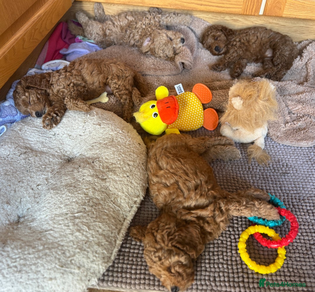 Toy Poodle dogs for sale: 🐶 Toy Poodle Puppy Girl–Ready for the home! - Image 18
