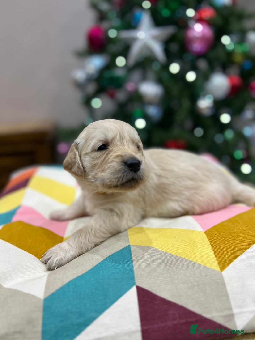 Golden Retriever dogs for sale:  Golden Retriever Puppies – KC Registered - Advert 7