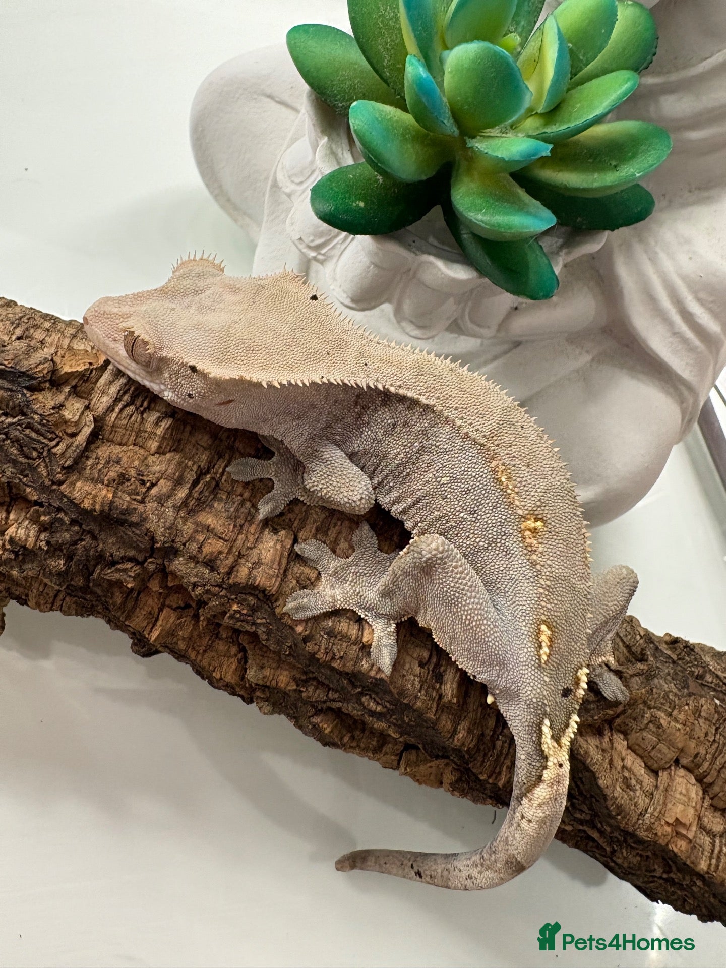 Gecko reptiles Multiple gecko species - Advert 19