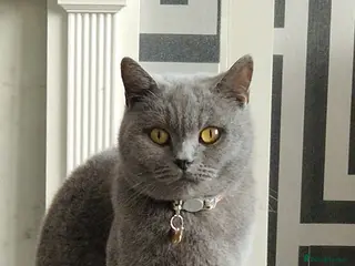 British Shorthair cats Female british shorthair - Advert 1