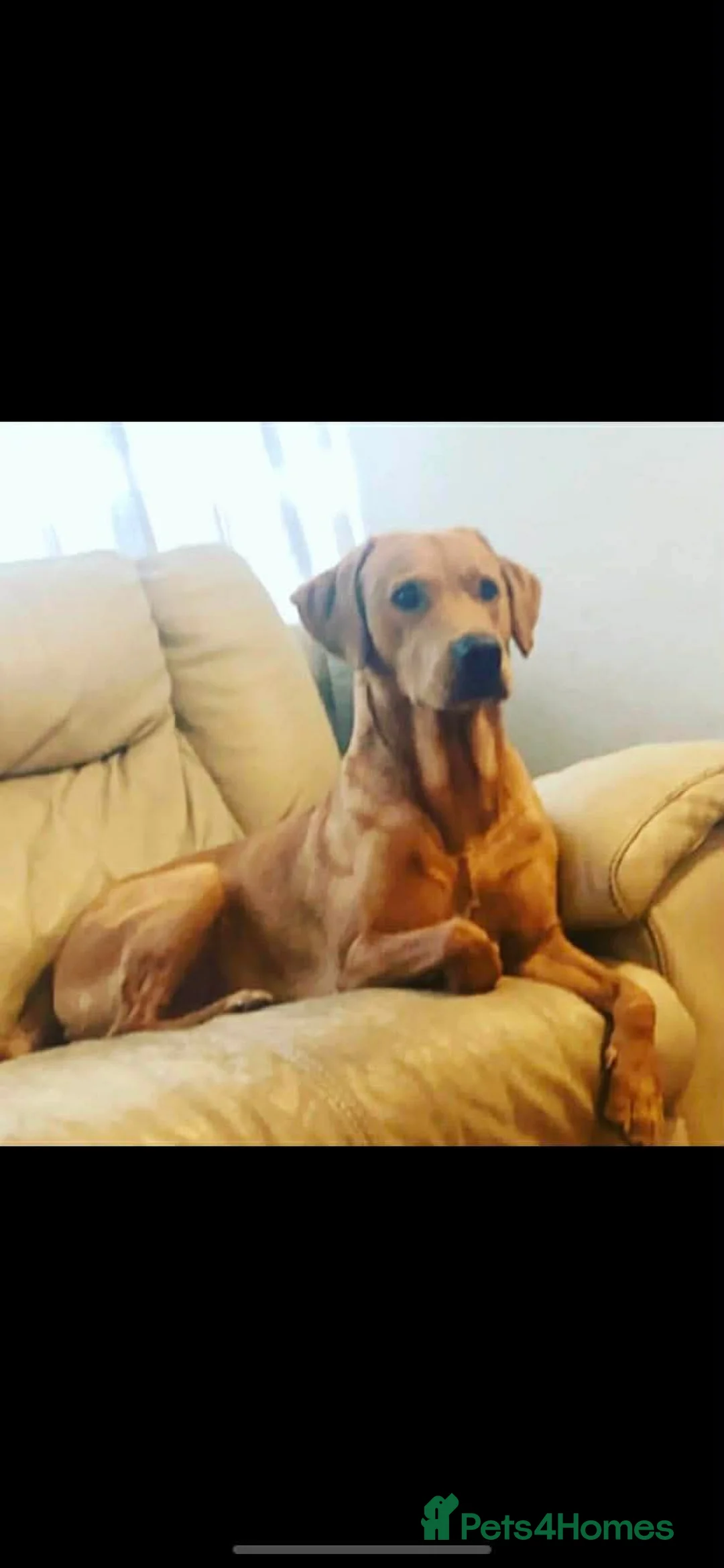 Springador dogs for sale: Stunning litter🐶 75% Lab 25% Springer.  - Advert 12