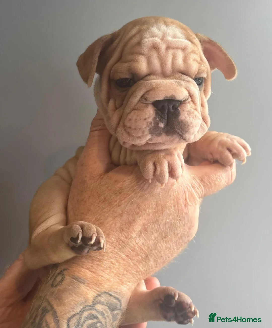 French Bulldog dogs for sale: Stunning 3 boys & 5 girls French Bulldog Puppies - Advert 2