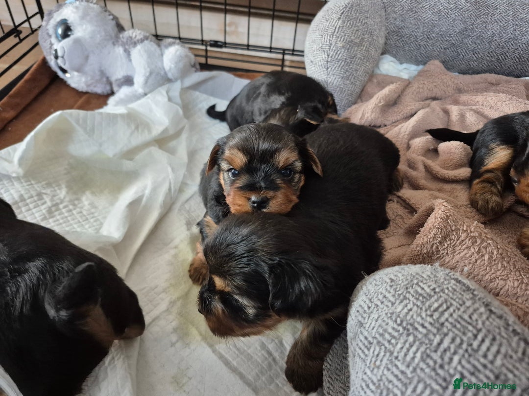 Yorkshire Terrier dogs for sale: Full pedigree Yorkshire terrier  - Image 14