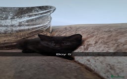 Mixed Breed cats for sale: Stunning black and ghost/black tabby kittens - Image 10