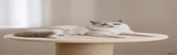 Ragdoll cats for sale: Beautiful Tica Registered Kittens Ragdoll - Advert 20