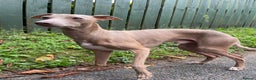 Italian Greyhound dogs for stud: Hojlund Magic Rus aka ‘Tony’ available for stud.  in Bodmin - Advert 4