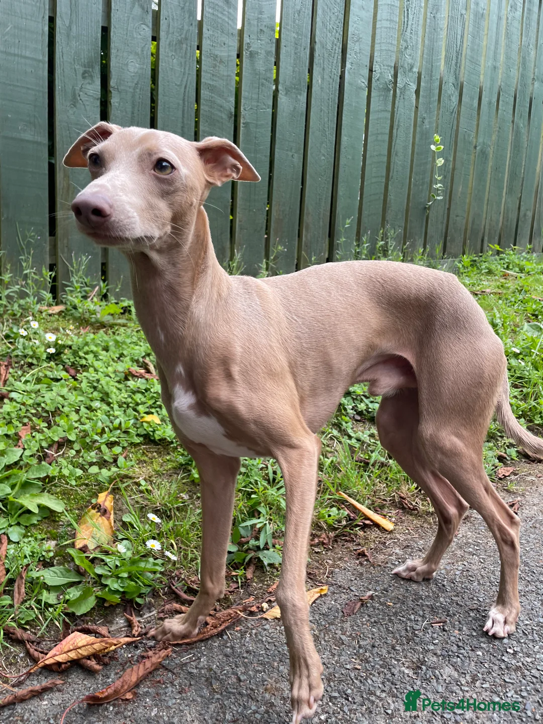 Italian Greyhound dogs for stud: Hojlund Magic Rus aka ‘Tony’ available for stud.  in Bodmin - Advert 4