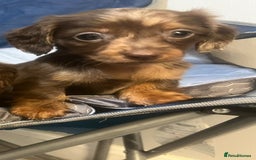 Miniature Dachshund dogs for sale: Miniature Dachshund Puppies - Image 3