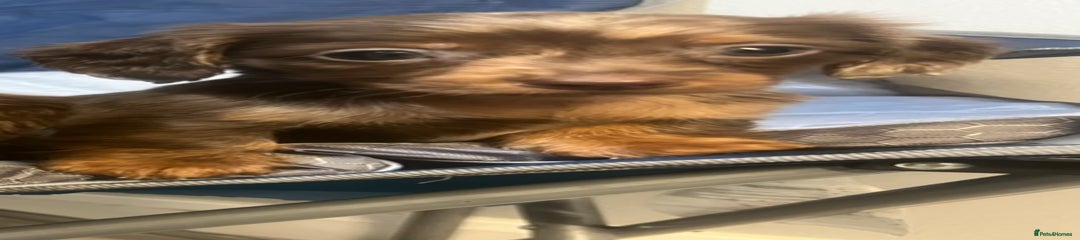 Miniature Dachshund Puppy 3