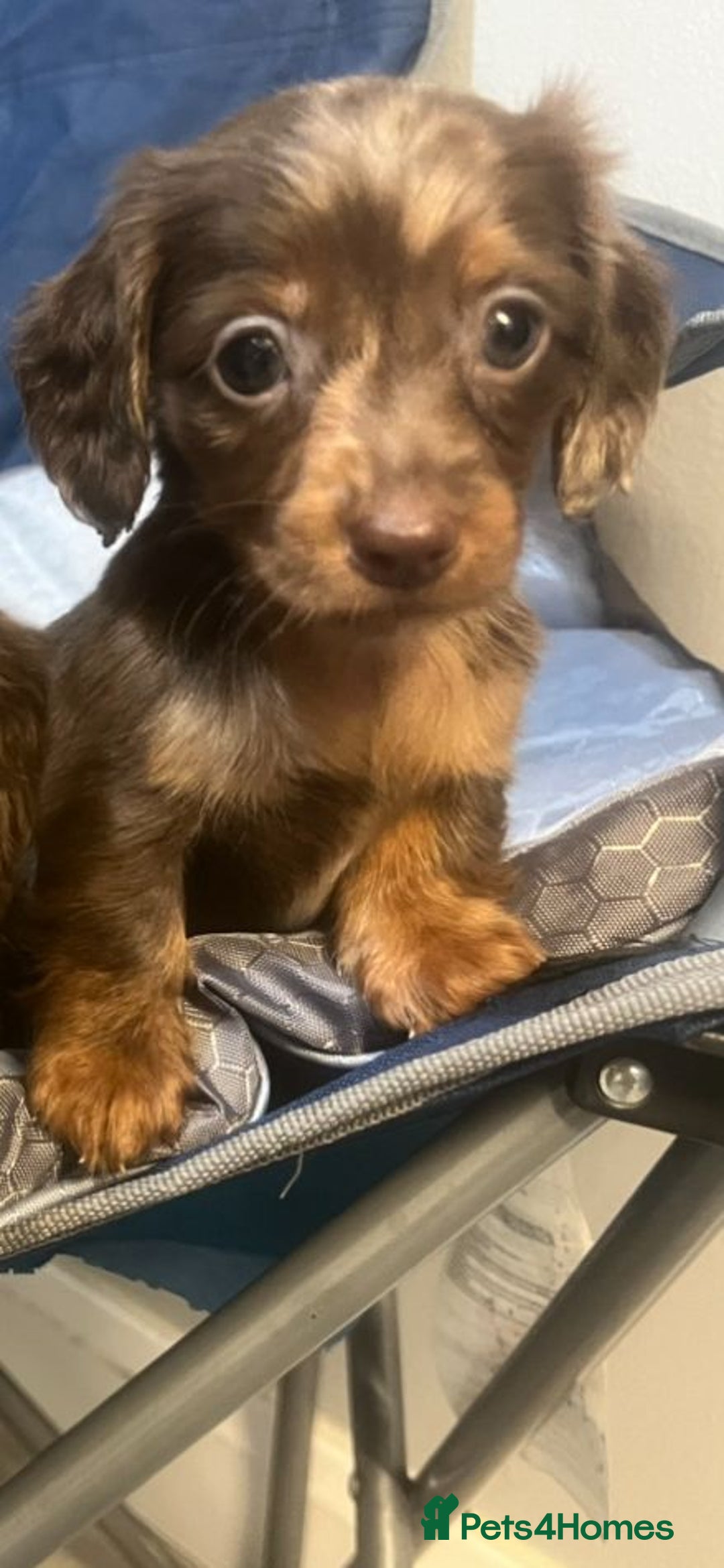 Miniature Dachshund dogs for sale: Miniature Dachshund Puppies - Image 3