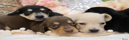 Miniature Dachshund dogs for sale: KC Miniature Dachshund Puppies - Advert 2