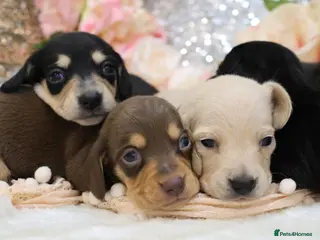 Miniature Dachshund dogs KC Miniature Dachshund Puppies - Advert 4
