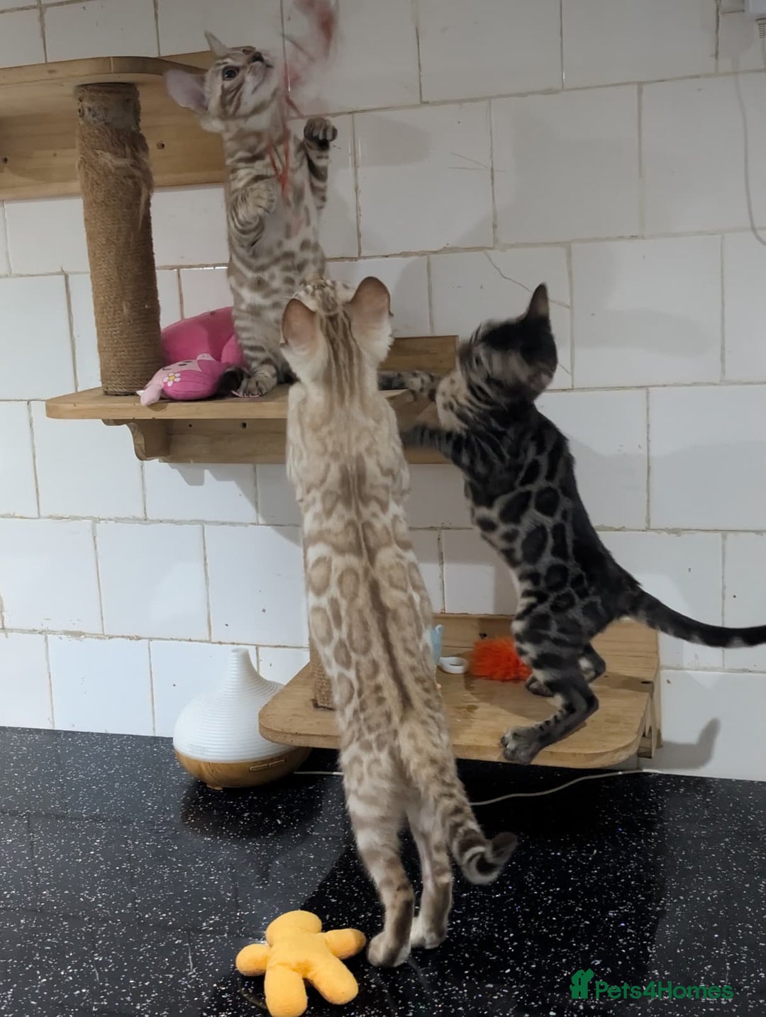 Bengal cats for sale: 🔥✨Pedigree TICA-Registered Bengals - Advert 2