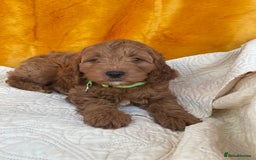Cavapoo dogs for sale: Wonderful boys and girl  - Image 7