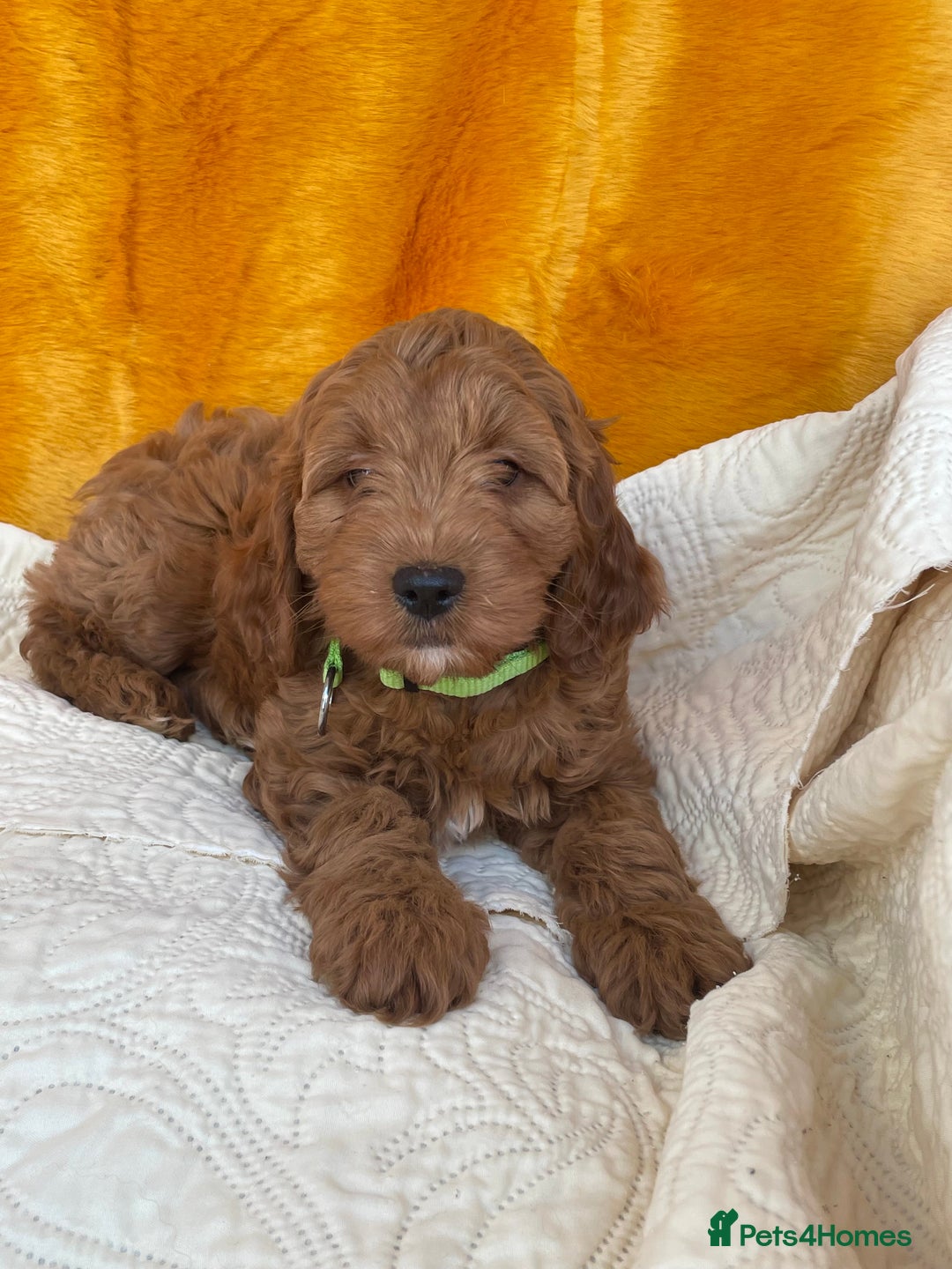 Cavapoo dogs for sale: Wonderful boys and girl  - Image 7