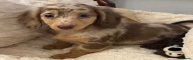 Miniature Dachshund 7