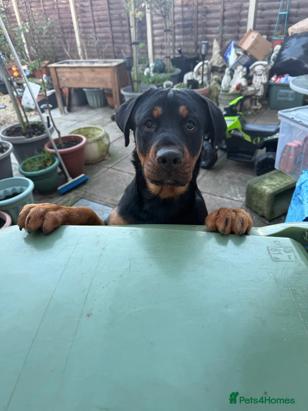 Rottweiler dogs for sale: Rottweiler  - Advert 2