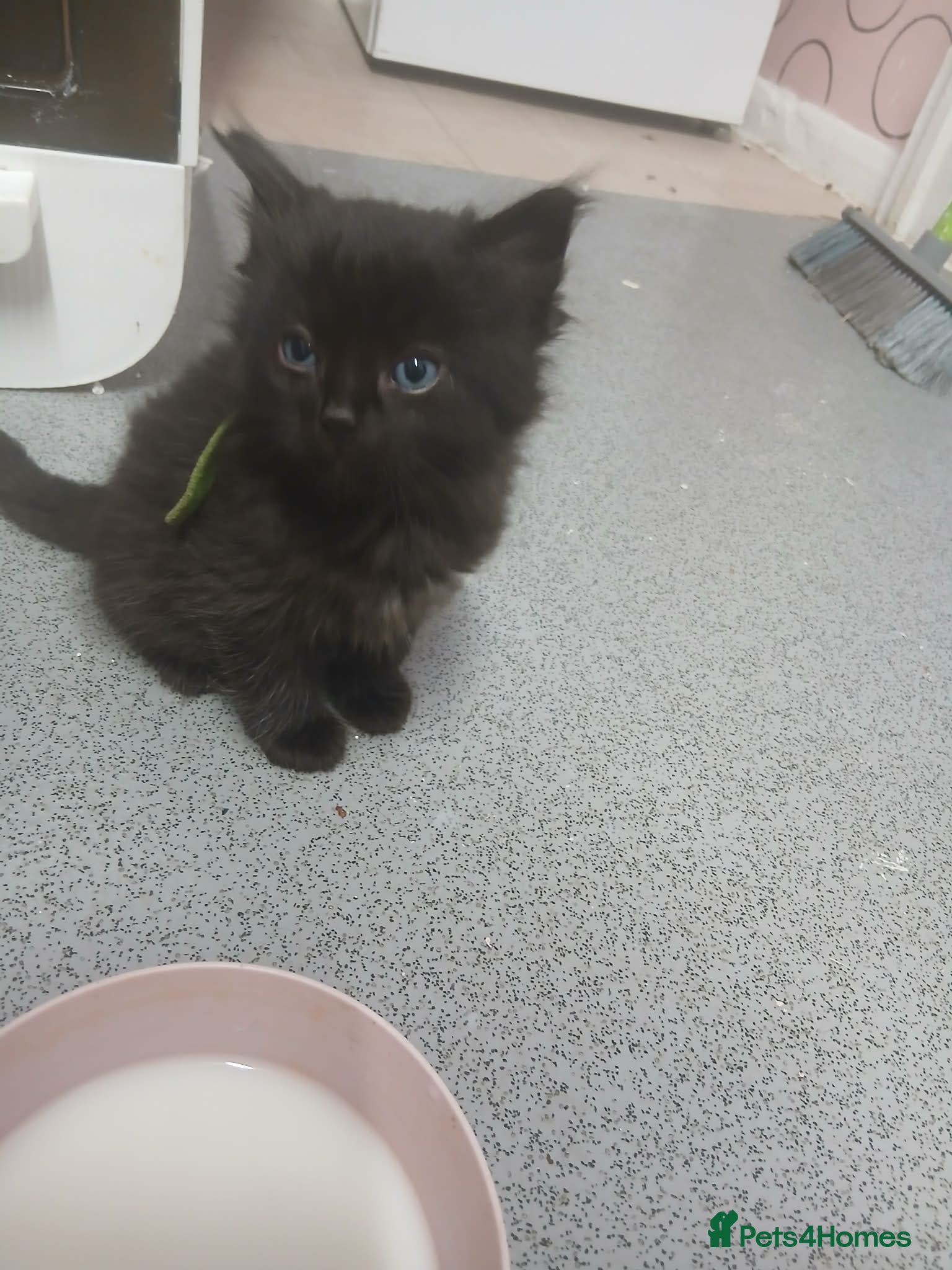 Maine Coon cats 6 week old beautiful maine coon x kittens for sale - Advert 12