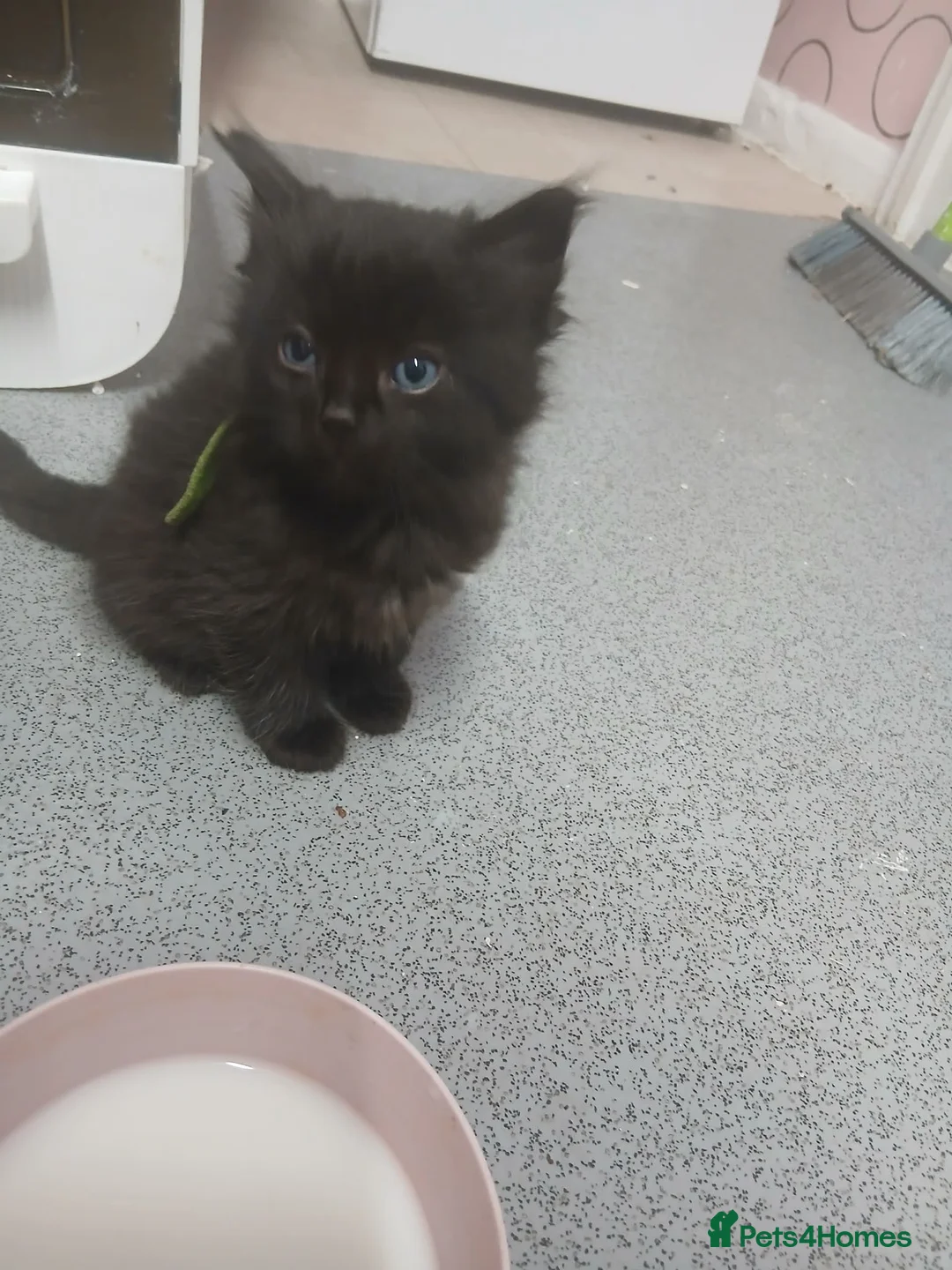 Maine Coon cats for sale: READY NOW beautiful maine coon x kittens  - Advert 1