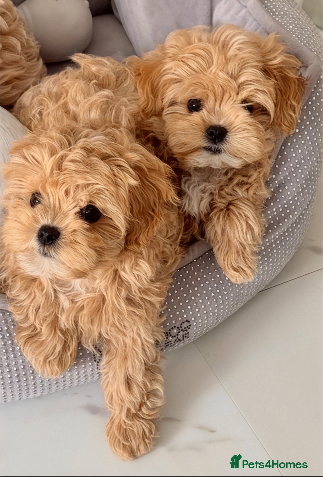 Maltipoo dogs 💎🧸  Quality Asian Maltipoo DNA clear💎🧸   - Advert 11