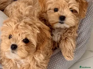 Maltipoo dogs 💎🧸 Quality Asian Maltipoo DNA clear💎🧸 - Advert 11