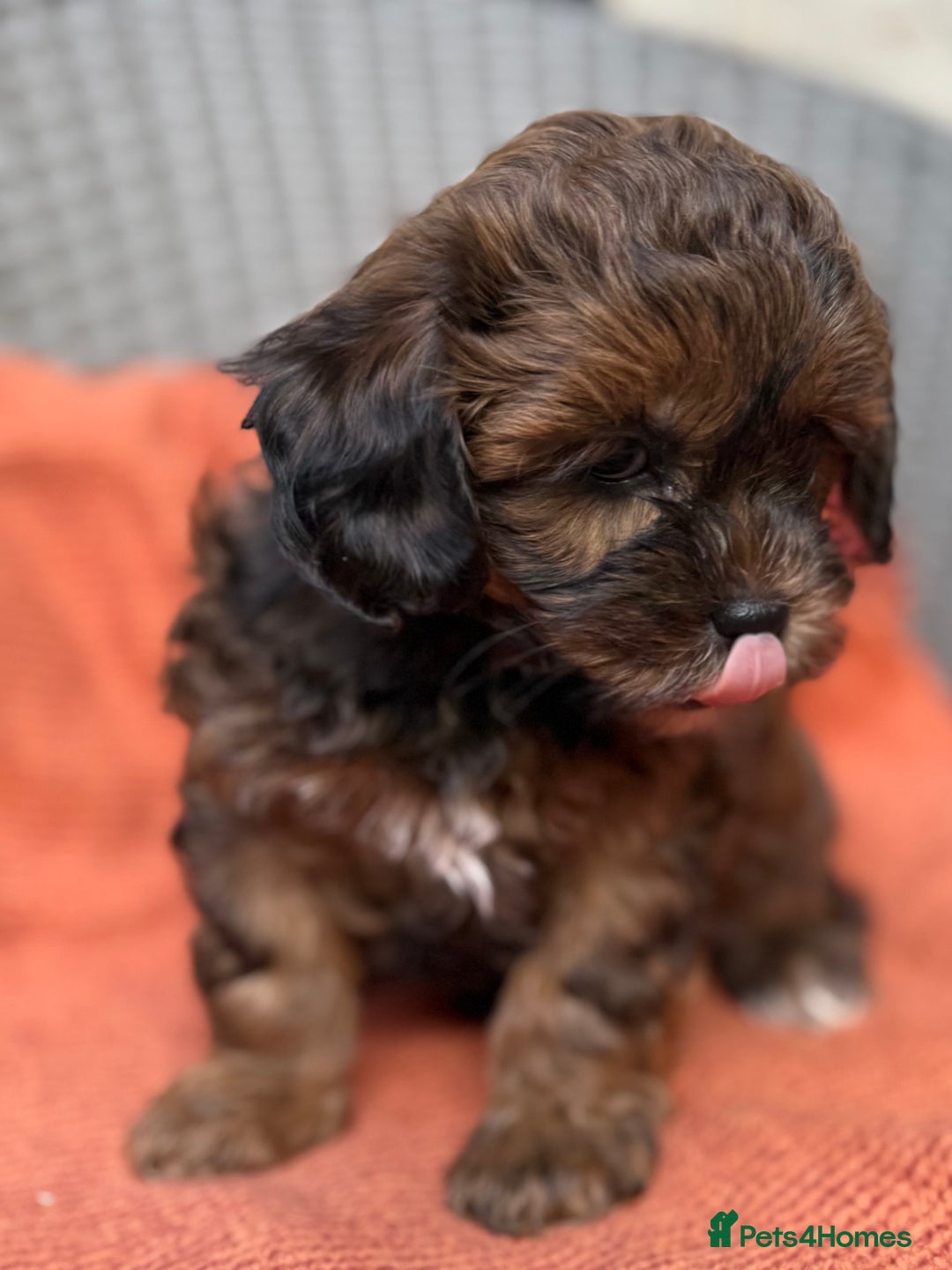 Shihpoo dogs for sale: Fluffy ShihPoo puppies - Image 4