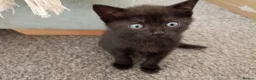 Mixed Breed cats for sale: 2 girl mixed breed beautiful kittens in Bournemouth - Advert 6