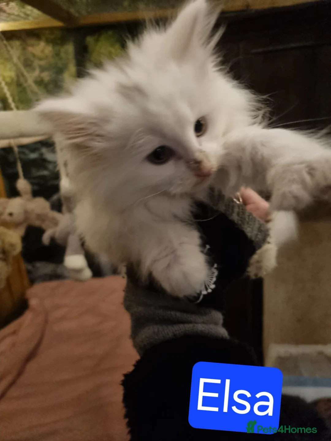 Maine Coon cats for sale: Mischievous Maine Coon kittens.  Ready now. - Advert 5