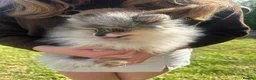 Pomeranian dogs for sale: Tiny calm boy - neutered  - Advert 14