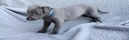 Whippet dogs for sale: KC Registered True to type whippets - Advert 4