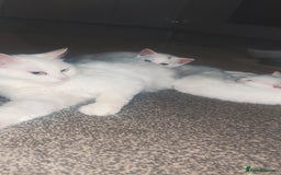Turkish Angora cats for sale: 2 beautiful Turkish Angora kittens for sale  - Image 2
