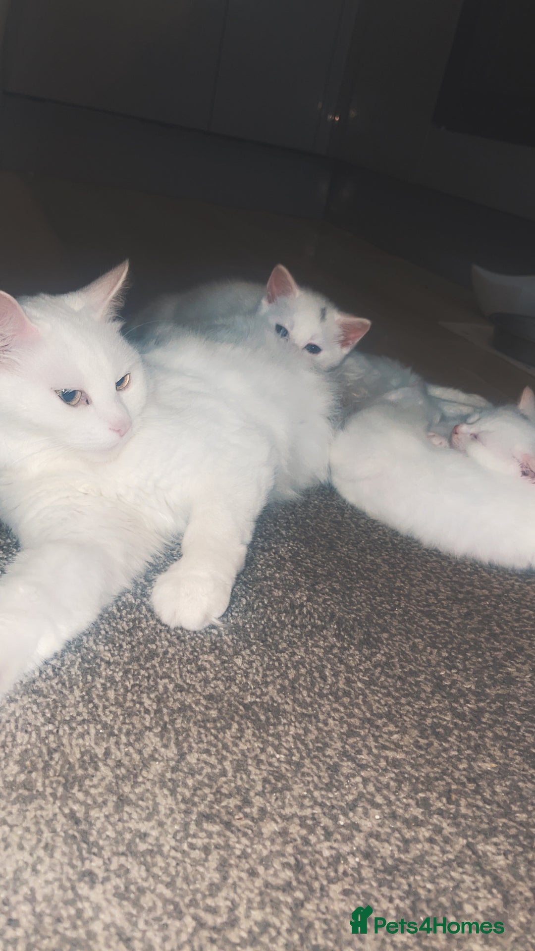 Turkish Angora cats for sale: 2 beautiful Turkish Angora kittens for sale  - Image 2