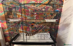 Budgerigars birds for sale: 1 Male and 1 Female Budgies for sale, as a pair. - Image 2