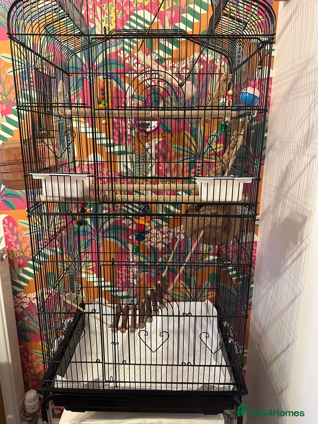 Budgerigars birds for sale: 1 Male and 1 Female Budgies for sale, as a pair. - Image 2