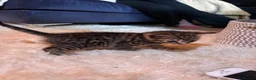Mixed Breed cats for sale: Adorable kittens in Chesham - Advert 9