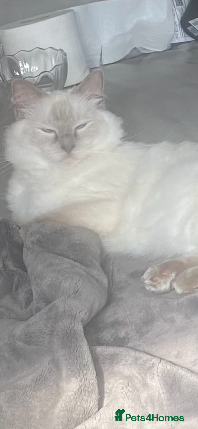 Ragdoll cats We have 5 beautiful half Ragdoll kittens  - Advert 10