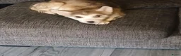 Siberian Husky dogs for sale: Husky around 10 months in Rotherham - Advert 1